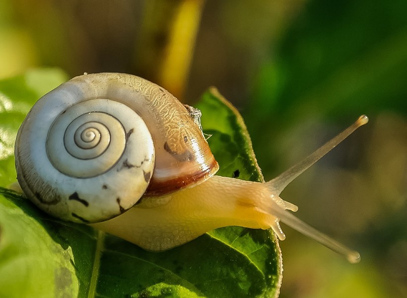 Snail: Don't get caught in the slow lane